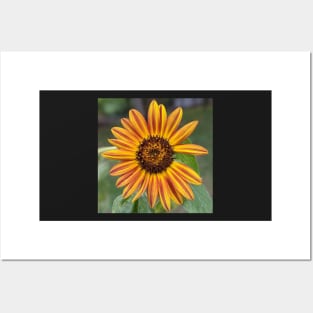Orange and Yellow Sunflower Missing Petals 2 Photographic Image Posters and Art